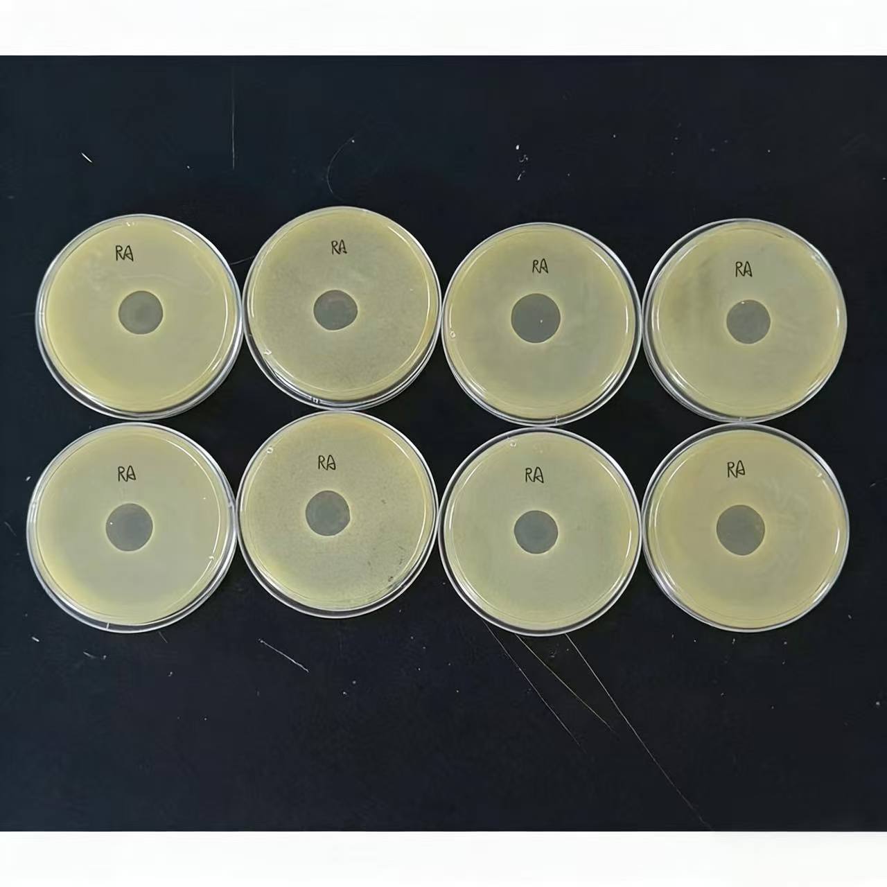 The lysis images of GEAIA 3000 against Escherichia coli and Riemerella anatipestifer in the experiment (2)