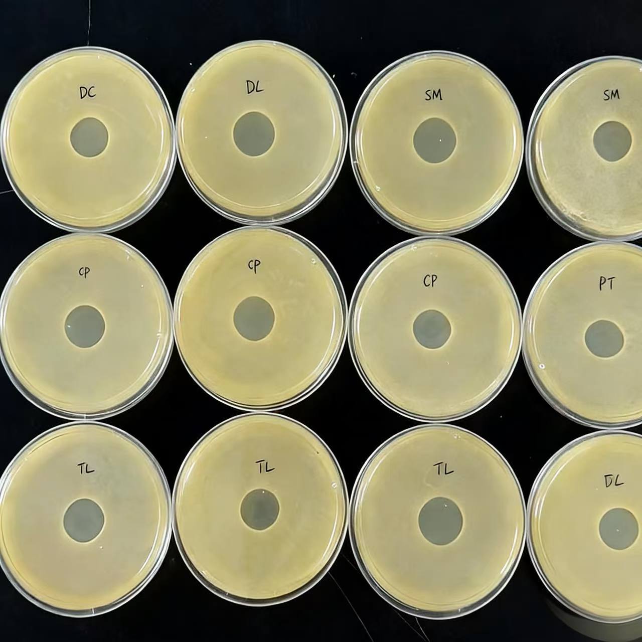 The lysis images of GEAIA 6000 against Escherichia coli, Salmonella, Staphylococcus and Clostridium perfringens in the experiment (2)