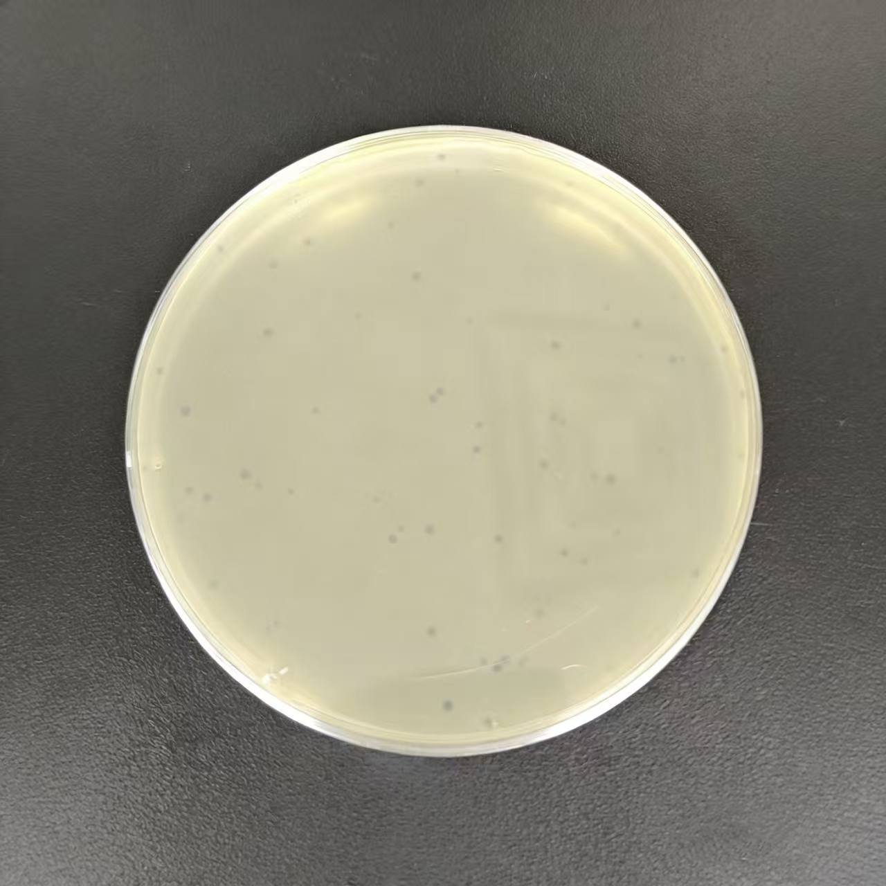 The lysis images of GRS1 against Ralstonia solanacearum in the experiment.